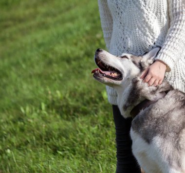 kız beyaz bir kazak ve siyah kot köpek Alaskan Malamute yanında duruyor, belgili tanımlık hayvan içinde belgili tanımlık geçmiş bir tepe yeşil çim, bir köpek okşayarak kadın kapalı kişi, bakar