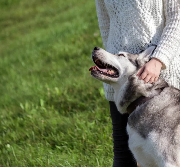 Chica Suéter Blanco Vaqueros Negros Está Pie Junto Perro Alaska — Foto de Stock