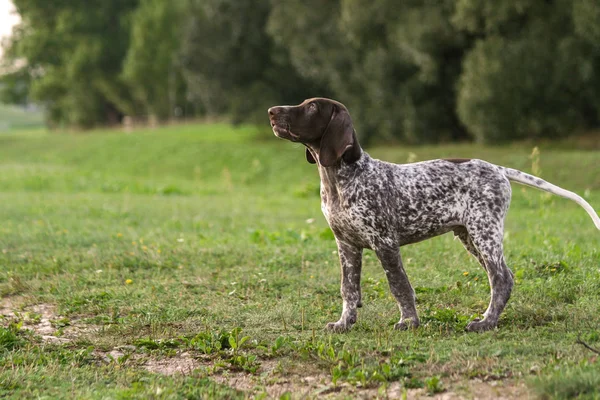 Kortharige Duitse Duits Kurtshaar Een Gevlekte Pup Opstaan Met Hoofd — Stockfoto