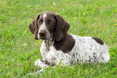 Alman Shorthaired ibre, Alman kurtshaar bir benekli köpek yeşil çim üzerinde yalan yan, akıllı bak ve güzel köpek, yakın çekim portre dikkat görünüyor,
