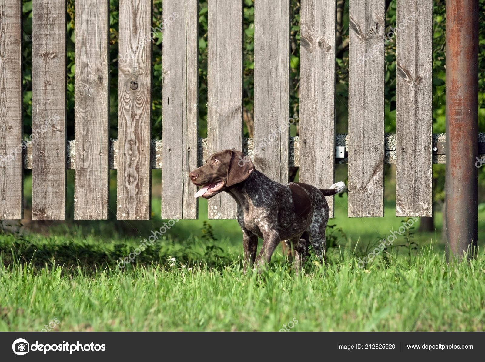 German Shorthaired Pointer German Kurtshaar One Spotted Puppy