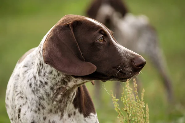 Kortharige Duitse Duits Kurtshaar Een Pup Staande Gespot Een Weide — Stockfoto