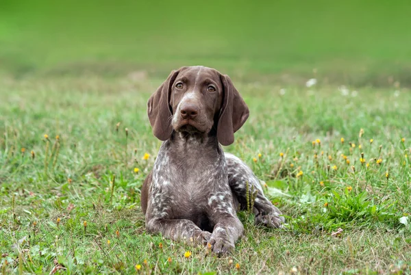 Kortharige Duitse Duits Kurtshaar Een Gevlekte Puppy Liggend Groen Gras — Stockfoto