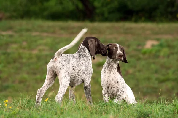 German Shorthaired Pointer German Kurtshaar Two Spotted Little Puppy One — Stock Photo, Image
