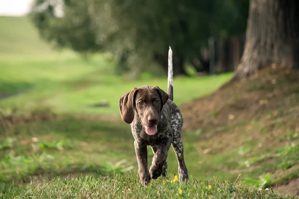 Kortharige Duitse Duitse Kurtshaar Een Kleine Pup Loopt Langs Het — Stockfoto