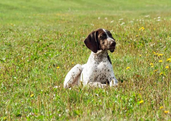 Shorthaired 포인터 Kurtshaar 얼룩된 강아지 노란색 흑갈색가 잔디에 보이는 제쳐두고 — 스톡 사진
