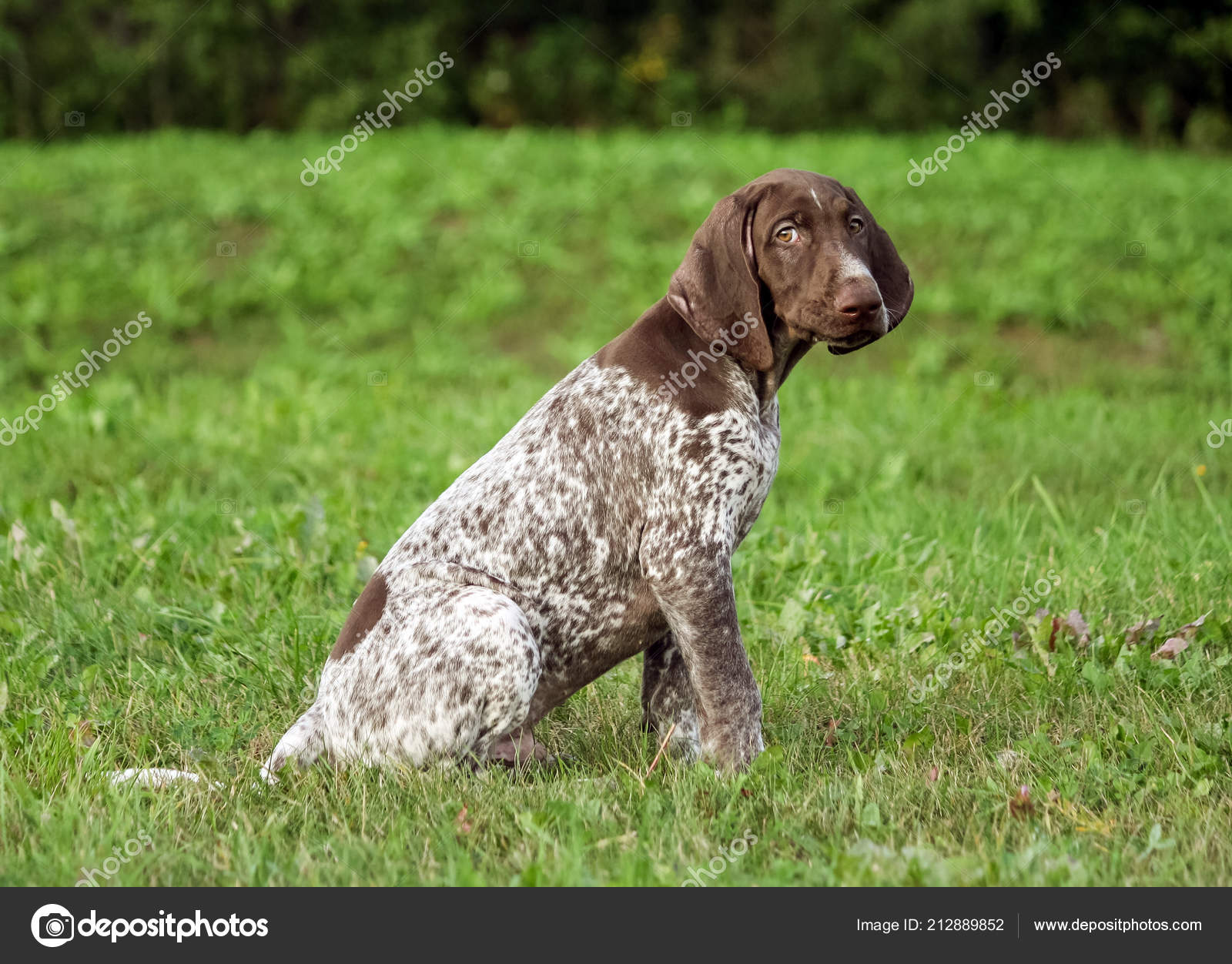 German Shorthaired Pointer German Kurtshaar One Spotted Puppy Sit