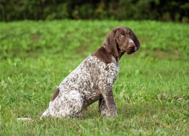 Alman shorthaired ibre, Alman kurtshaar bir köpek yavrusu benekli dışında kahverengi kulakları yeşil çimenlerin üzerinde oturmak ve spot renkler beyaz, akıllı gözleri kameraya bak