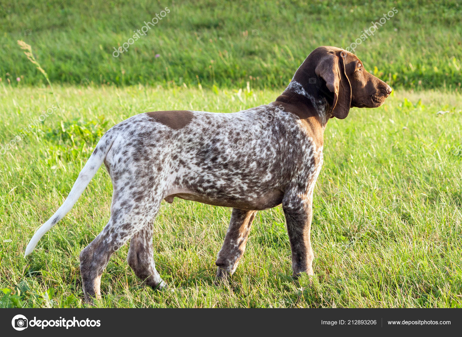 German Shorthaired Pointer German Kurtshaar One Spotted Puppy
