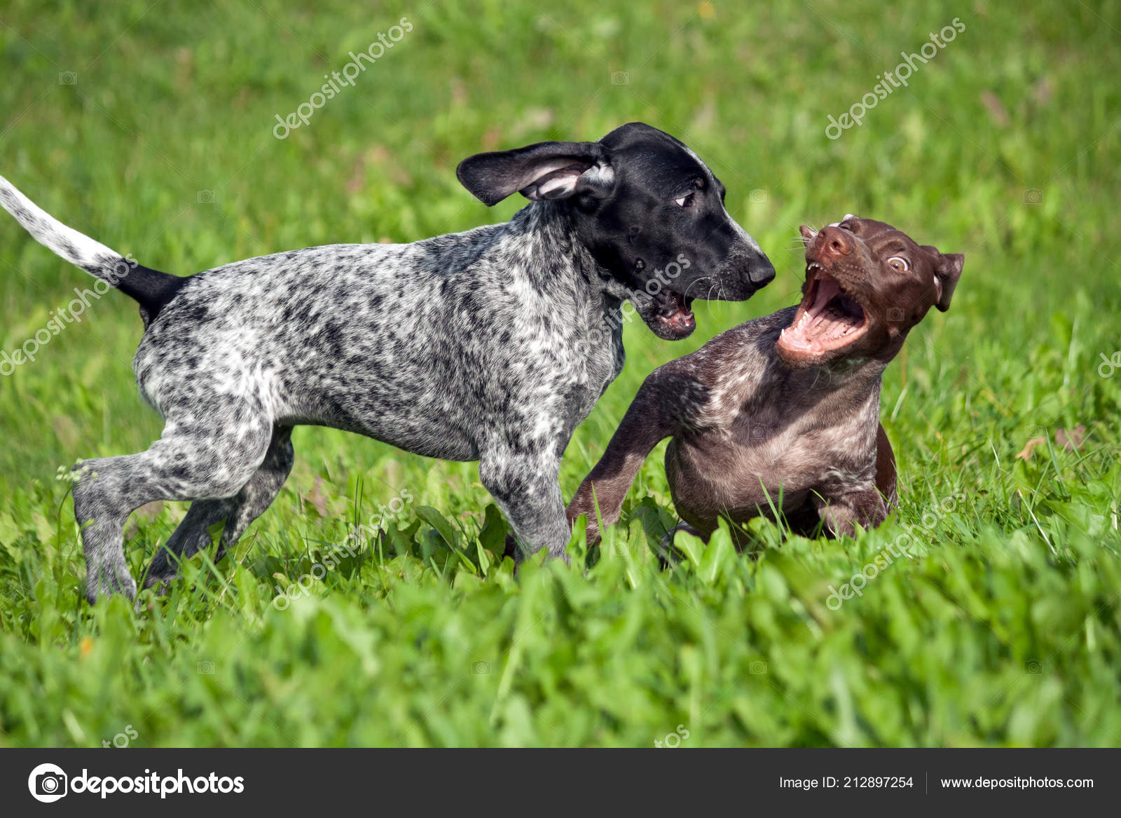 German Shorthaired Pointer Kurtshaar Two Spotted Little Puppy Black Brown Stock Photo C Evaheaven2018 212897254