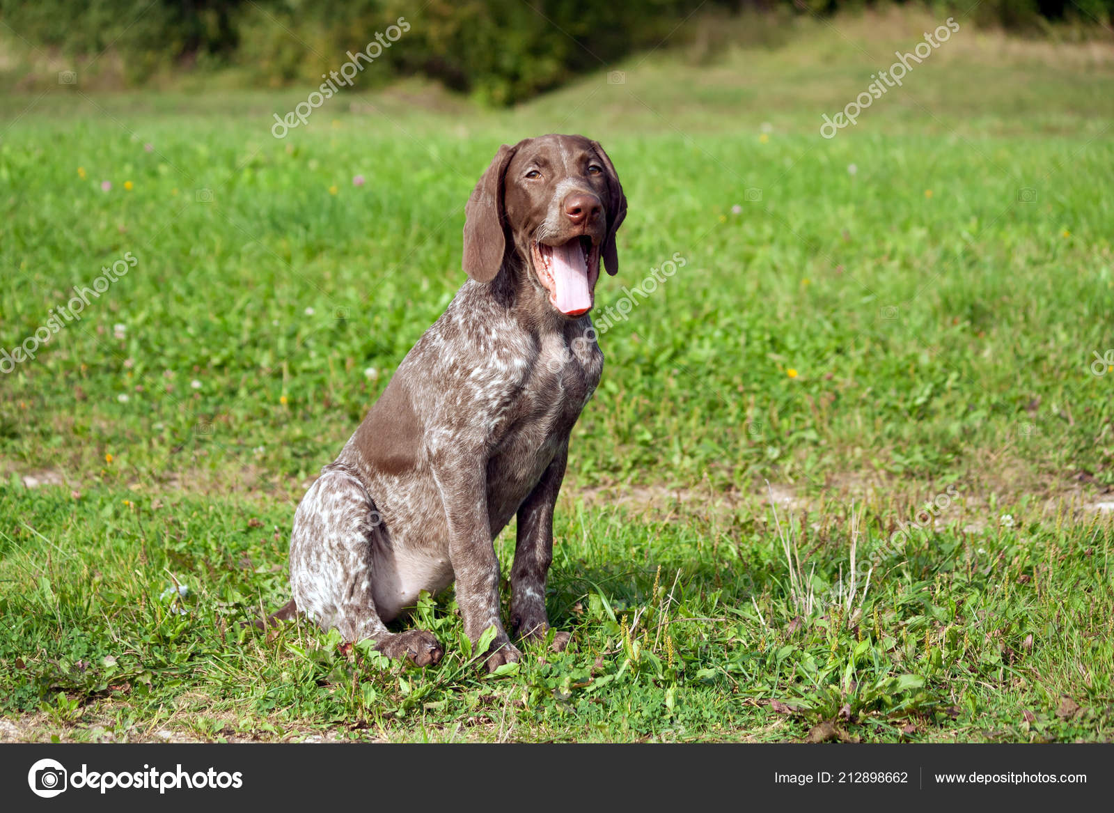 German Shorthaired Pointer Kurtshaar One Spotted Puppy Sit Green