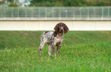 Alman shorthaired ibre, kahverengi kulakları ile Alman kurtshaar bir benekli köpek yavrusu ayakları üzerinde arka plan büyük köprü çim yeşili