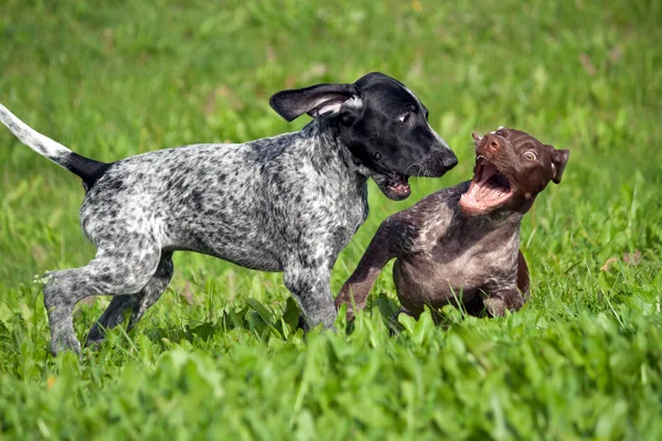 Pointeur Allemand Poil Court Kurtshaar Deux Petits Chiots Tachetés Noir — Photo