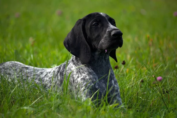 Kortharige Duitse Kurtshaar Een Gespot Zwarte Pup Liggend Groen Gras — Stockfoto