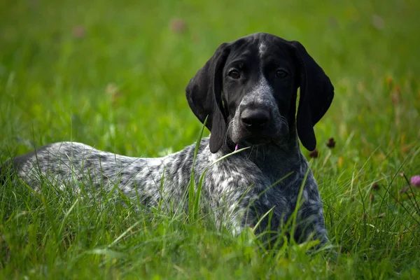 Kortharige Duitse Kurtshaar Een Gevlekte Zwarte Pup Liggend Groen Gras — Stockfoto