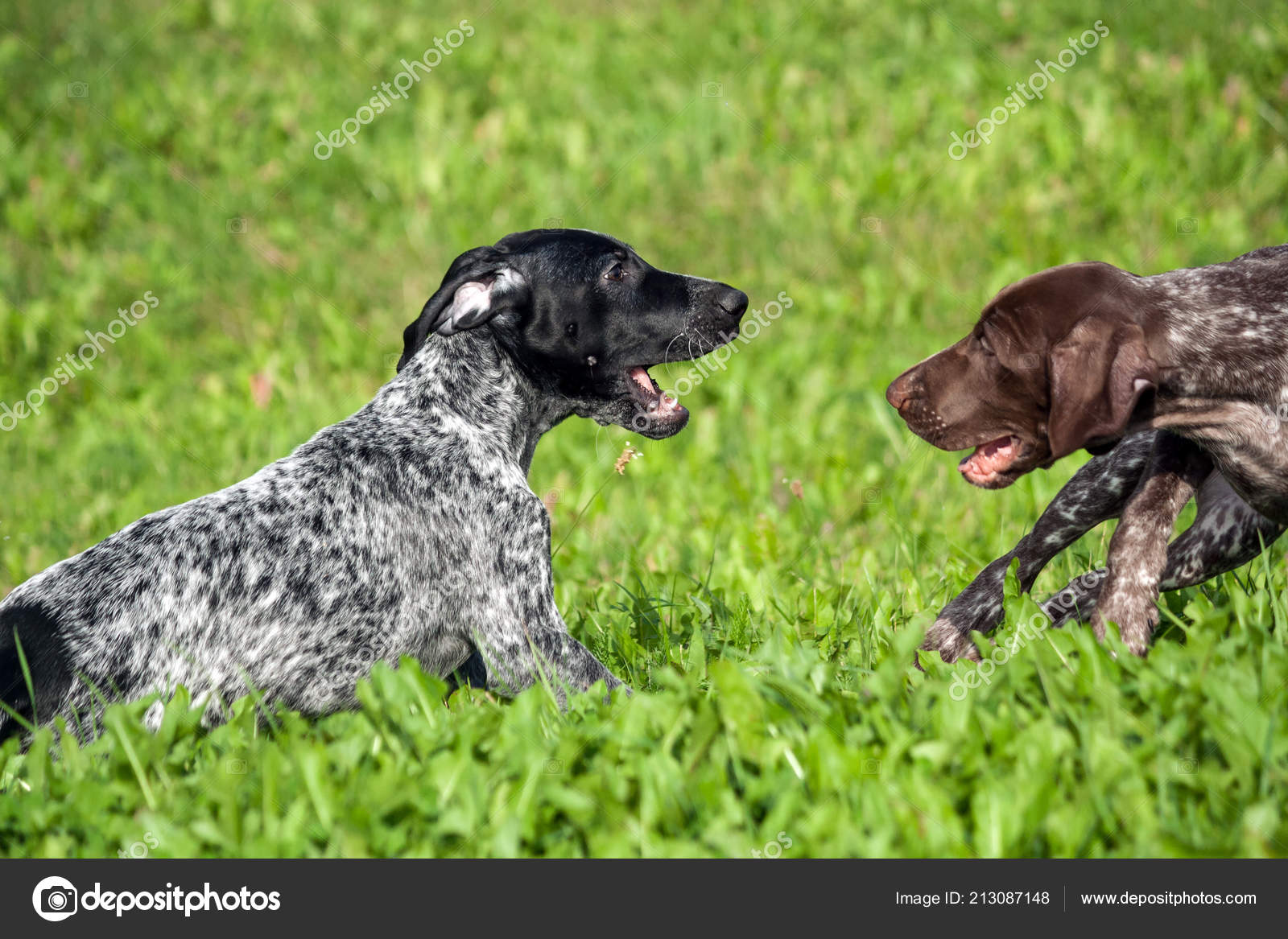 German Shorthaired Pointer Kurtshaar Two Spotted Little Puppy Black Brown Stock Photo C Evaheaven2018 213087148