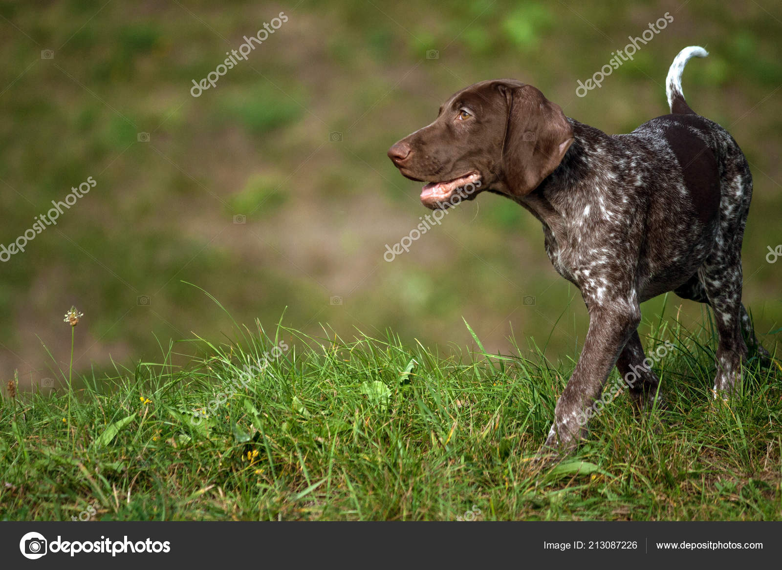 German Shorthaired Pointer Kurtshaar One Brown Spotted Puppy
