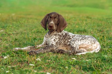Alman shorthaired ibre, yeşil çim üzerinde yalan kurtshaar bir benekli köpek yavrusu arıyorum düz gözleri, akıllı bak ve tatlı köpek, yakın çekim portre