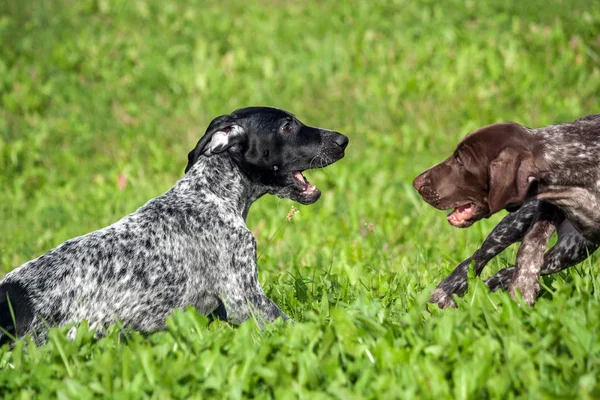 German Shorthaired Pointer Kurtshaar Two Spotted Little Puppy Black Brown — Stock Photo, Image