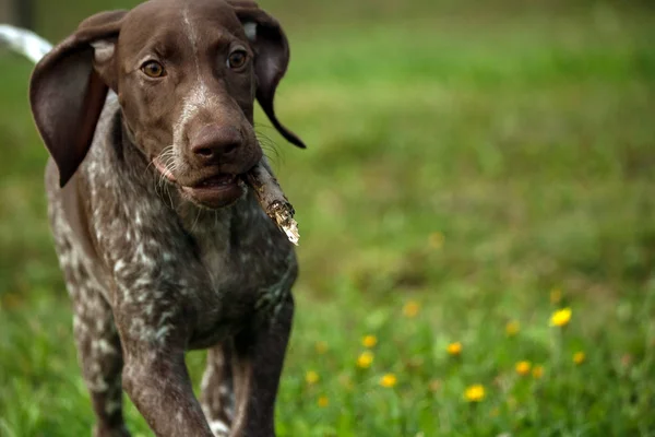 Kortharige Duitse Kurtshaar Een Bruin Gevlekte Pup Die Snel Dwars — Stockfoto