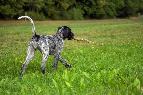 Pointeur Allemand Poil Court Kurtshaar Allemand Chiot Tacheté Noir Chien — Photo