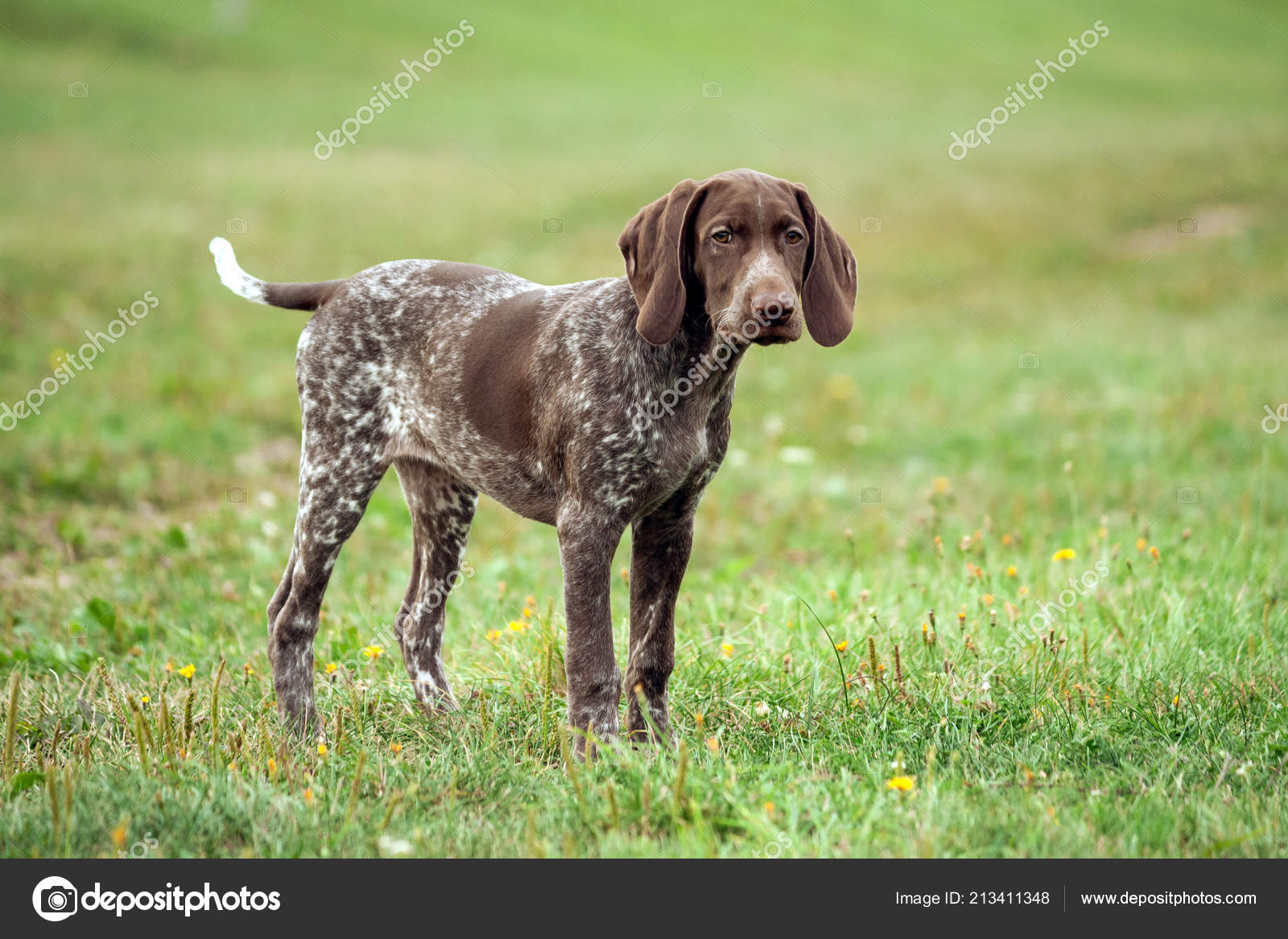 German Shorthaired Pointer German Kurtshaar One Brown Spotted Puppy Sad Stock Photo C Evaheaven2018 213411348