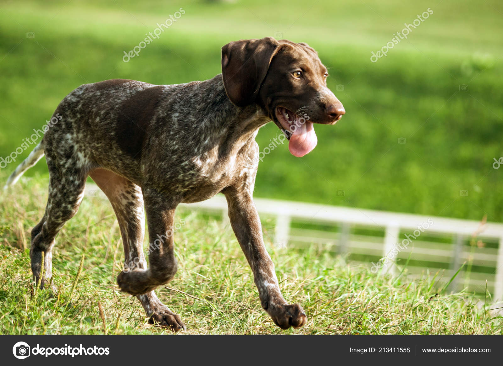 German Shorthaired Pointer German Kurtshaar One Brown Spotted