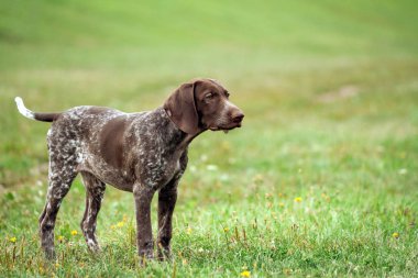 Alman shorthaired ibre, Alman kurtshaar bir kahverengi benekli köpek yavrusu huzur, sakin bak, yeşil çim alan, bir küçük şirin köpek, tam uzunlukta fotoğraf üzerinde çevrili bir yol üzerinde duran,