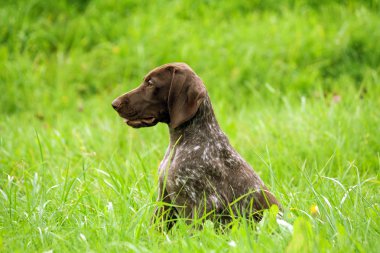 Alman shorthaired ibre, Alman kurtshaar .biri kahverengi köpek yavrusu fotoğraf profilinde benekli, yüksek bir parlak yeşil çimen, güzel bir hayvan uzun kulaklı köpek oturur