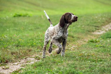 Alman shorthaired ibre, Alman kurtshaar bir kahverengi benekli köpek yavrusu bir yol tarafından ayrılmış alan boyunca çalışır, yüksek, av içgüdüleri, özenli ve gergin vücut baş kaldırdı,