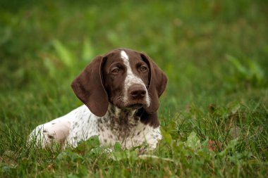 Alman shorthaired ibre, Alman kurtshaar bir kahverengi benekli köpek yavrusu yalanlar üzerine yeşil çim alan üzerinde dikkatle mesafe içine görünüyor, akıllı bakmak güzel bir hayvandır