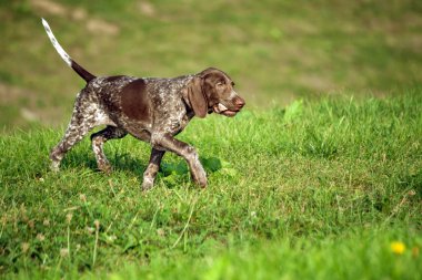 Alman shorthaired ibre, Alman kurtshaar .biri kahverengi benekli köpek yavrusu, hayvan dişlerinin büyük bir taş, hareketli köpek olan alana yeşil çim çalışır