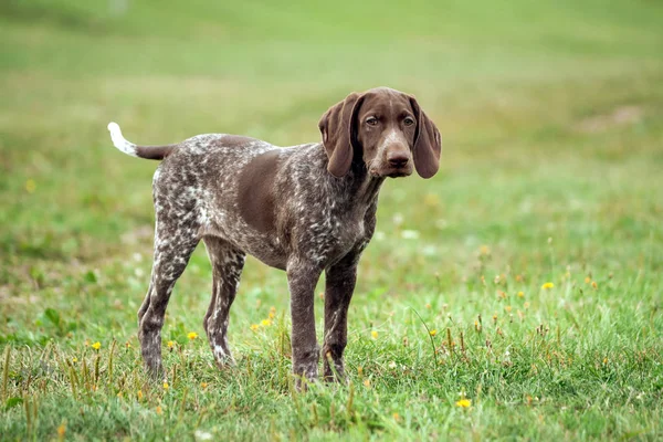 German Shorthaired Pointer German Kurtshaar One Brown Spotted Puppy Sad — Stock Photo, Image