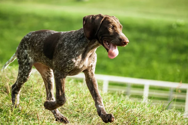 Kortharige Duitse Duitse Kurtshaar Een Bruin Gevlekte Pup Close Hond — Stockfoto