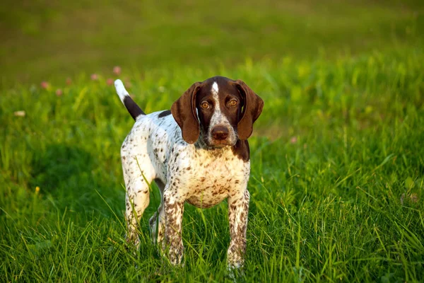 Kortharige Duitse Duitse Kurtshaar Een Bruin Gevlekte Pup Foto Avonds — Stockfoto