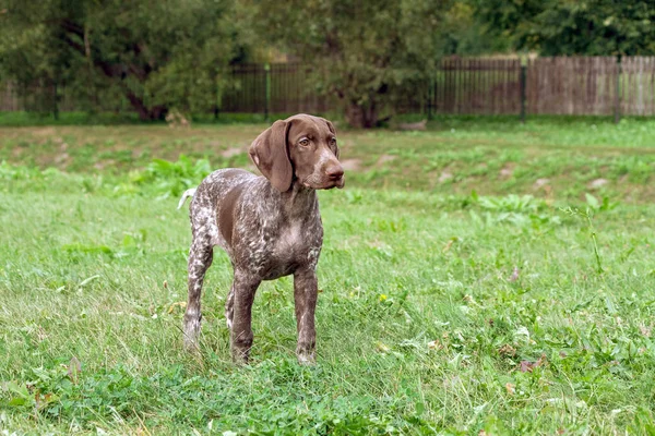 Pointeur Allemand Poil Court Kurtshaar Chiot Brun Tacheté Debout Sur — Photo