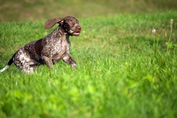 ドイツ ショートヘアード ポインター ドイツ Kurtshaar つブラウン子犬を発見 動物はその歯の大きな石 動きで犬とフィールドに緑の芝生に沿って走る — ストック写真