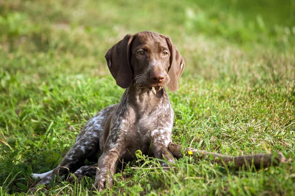 German Shorthaired Pointer Kurtshaar One Brown Spotted Puppy Lies Green — Stock Photo, Image