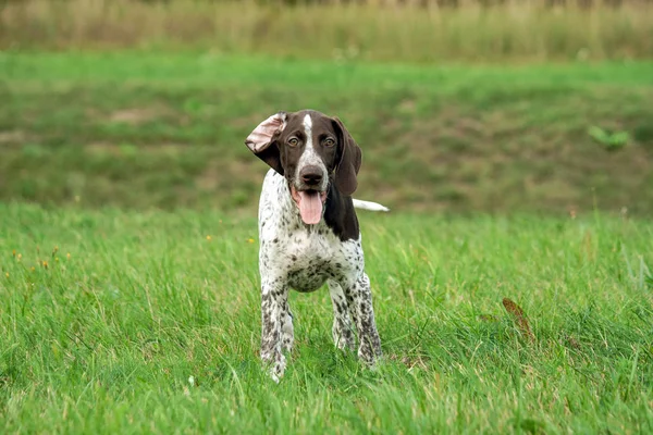 Puntero Corto Alemán Kurtshaar Cachorro Manchado Marrón Encuentra Campo Fondo — Foto de Stock