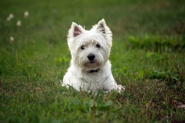 west highland white terrier dog breed, lies on the green grass in the evening on the nature, small black eyes look to the camera, white hair, cute animal, clipart