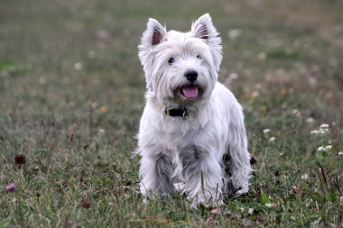Batı Dağlık beyaz korkunç köpek doğurmak, akşam niteliğine, dış görev, beyaz saçlı, sevimli hayvan görünümlü küçük siyah gözleri yeşil çimenlerin üzerinde standı,