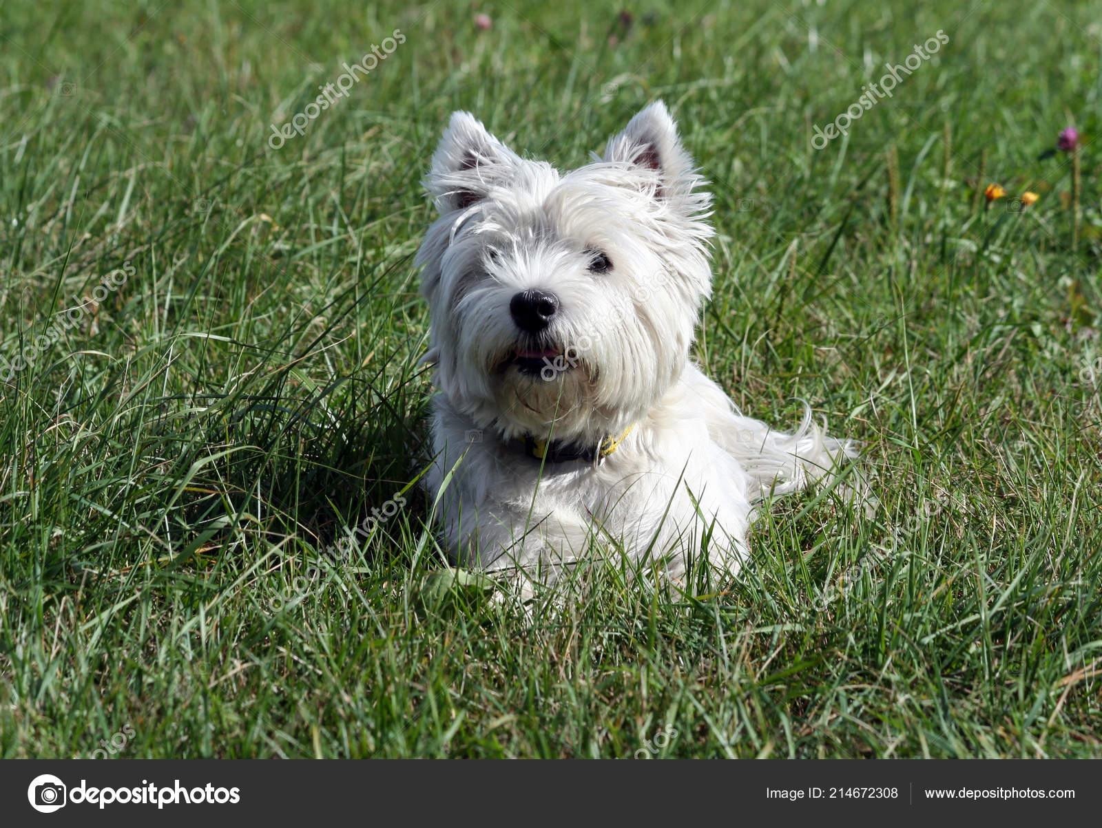 West Highland White Terrier Dog Breed Lies Green Grass Evening