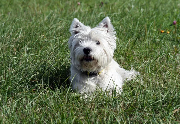 Chien Race West Highland White Terrier Trouve Sur Herbe Verte — Photo