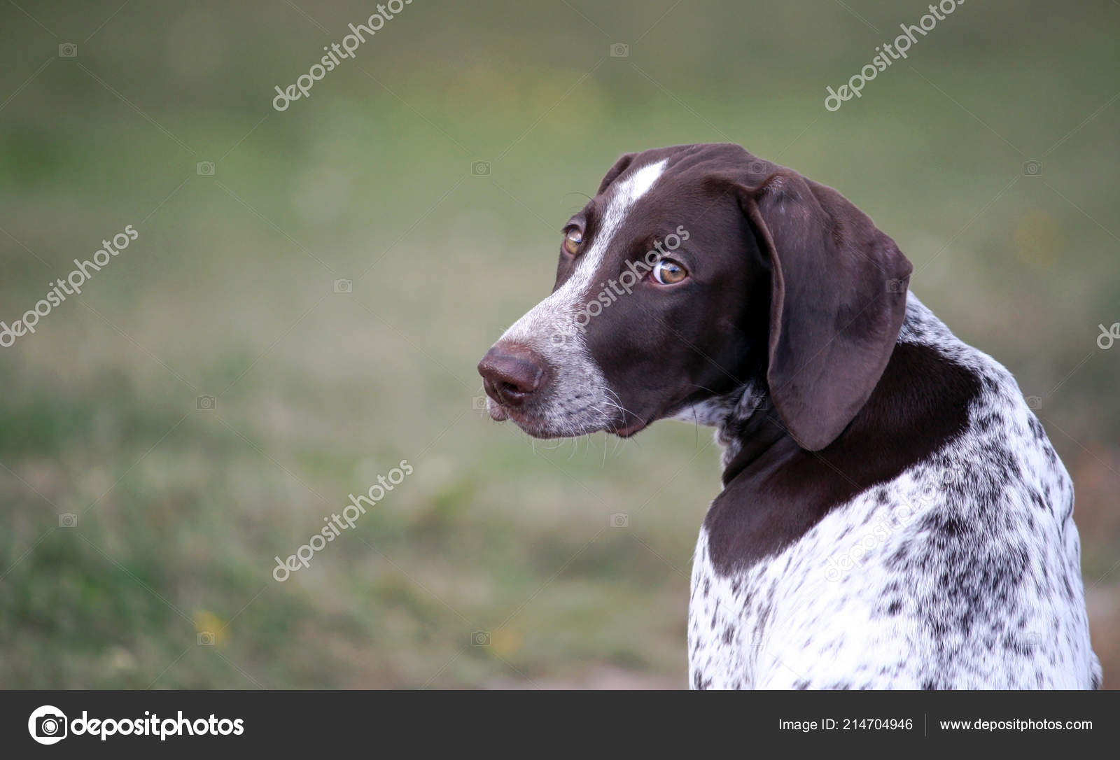 German Shorthaired Pointer German Kurtshaar One Spotted Puppy