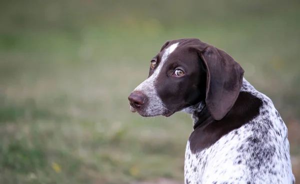 Kortharige Duitse Duits Kurtshaar Een Gevlekte Puppy Zit Met Zijn — Stockfoto