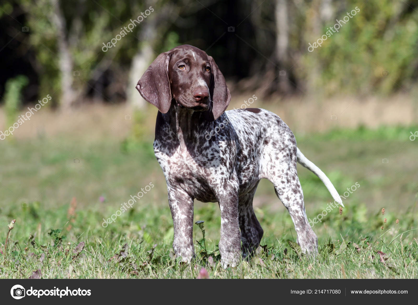 German Shorthaired Pointer German Kurtshaar One Brown Spotted