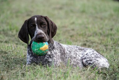 Alman shorthaired ibre, kurtshaar .biri kahverengi köpek yavrusu yalan yeşil çim yeşil küçük bir top ağzına tutarak, benekli, köpek doğrudan kameraya, yakın çekim fotoğraf bakıyor, 