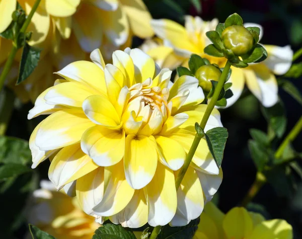 Variety Chrysanthemum Bahama Lemon Dahlia One Flower Close One Big — Stock Photo, Image