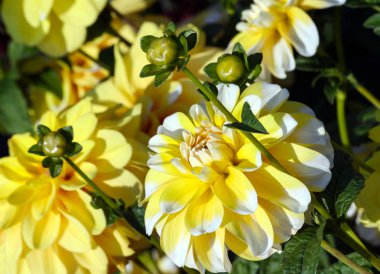 krizantem bahama limon dahlia, yakın çekim, ipuçları, beyaz yaprakları ile bir büyük sarı bir çiçek çeşitli çiçekler aynı bitki parçası içinde belgili tanımlık geçmiş güneş ışığı tarafından aydınlatılmış