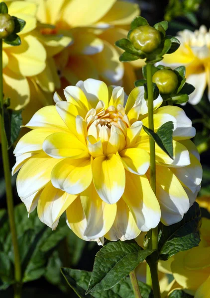 Variety Chrysanthemum Bahama Lemon Dahlia One Flower Close One Big — Stock Photo, Image
